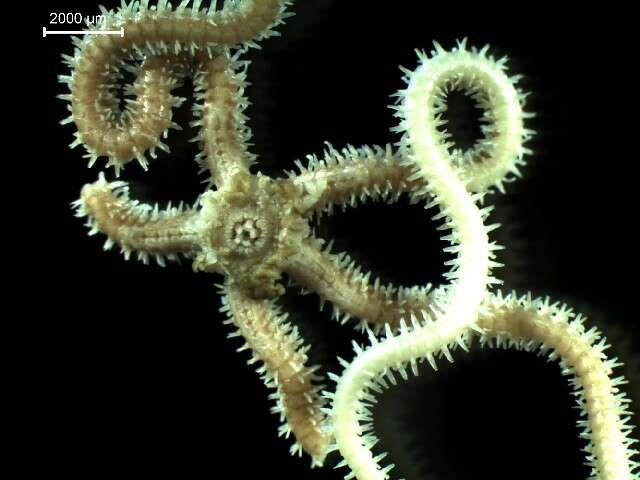 Image of brittlestar