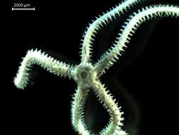 Image of brittlestar