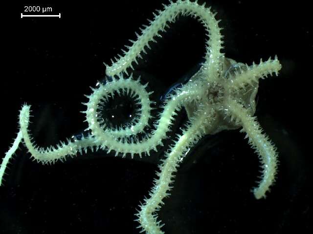 Image of brittlestar