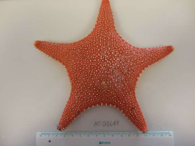 Image of Arctic cushion star