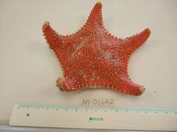 Image of Arctic cushion star