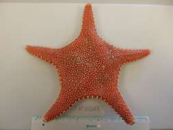 Image of Arctic cushion star