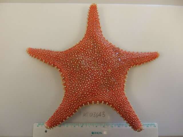 Image of Arctic cushion star