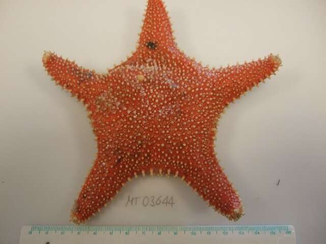 Image of Arctic cushion star