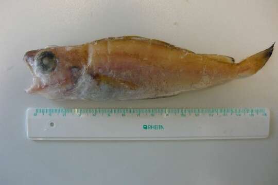 Image of poor cod