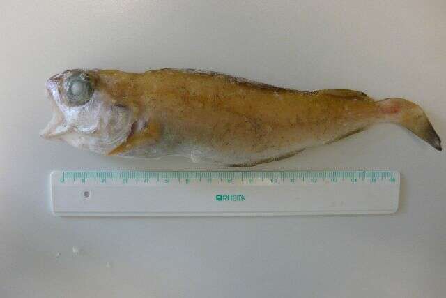 Image of poor cod