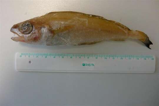 Image of poor cod