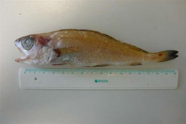 Image of poor cod