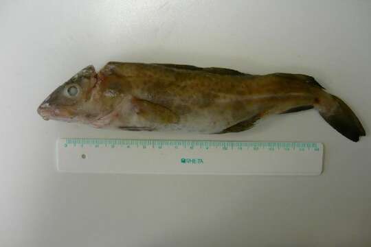 Image of Atlantic cod