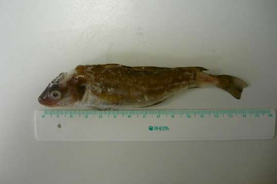 Image of Atlantic cod