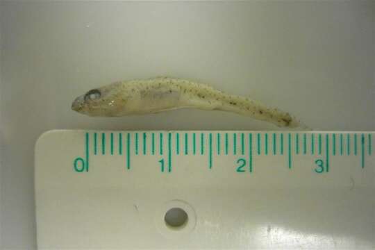 Image of Norway Goby