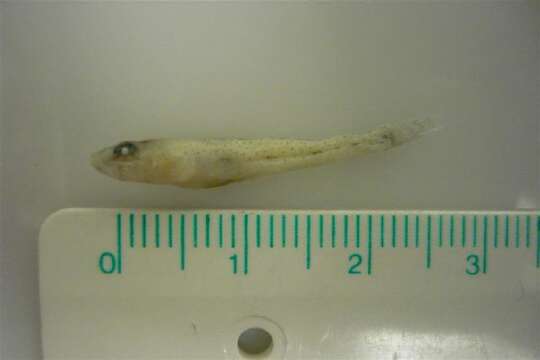 Image of Norway Goby