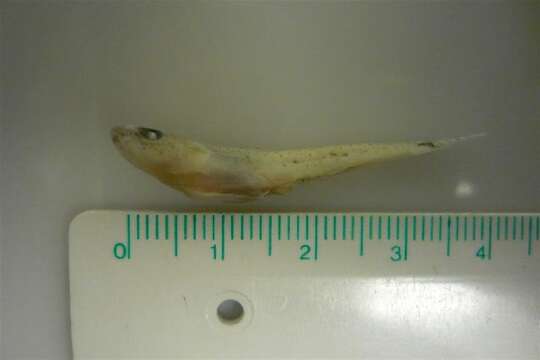 Image of Jeffrey&#39;s goby