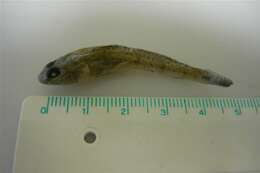Image of Jeffrey&#39;s goby