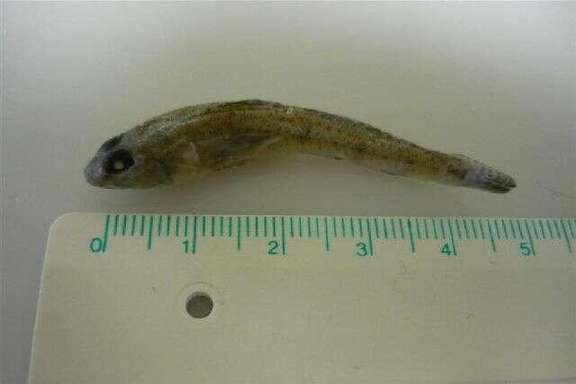 Image of Jeffrey&#39;s goby