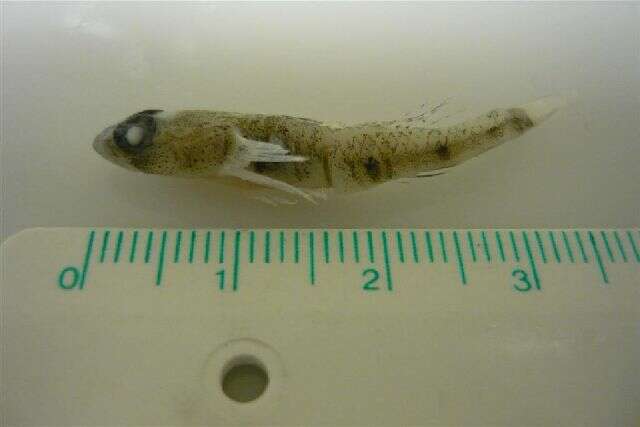 Image of Jeffrey&#39;s goby