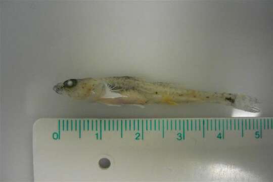 Image of Norway Goby