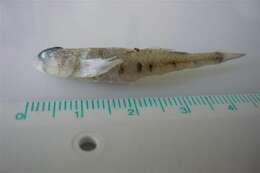 Image of Jeffrey&#39;s goby