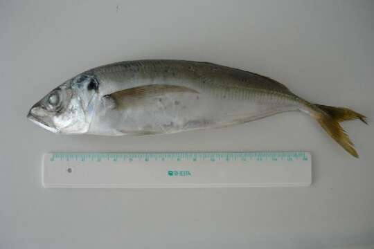 Image of Atlantic Horse Mackerel