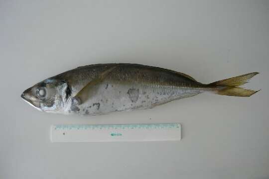 Image of Atlantic Horse Mackerel