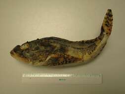 Image of Shorthorn sculpin