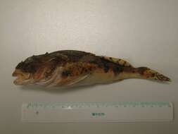 Image of Shorthorn sculpin