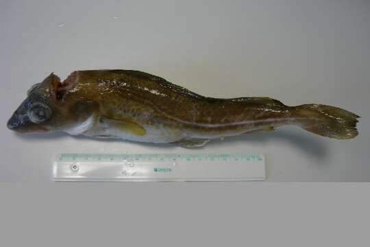 Image of Atlantic cod