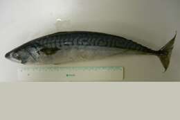 Image of Atlantic Mackerel