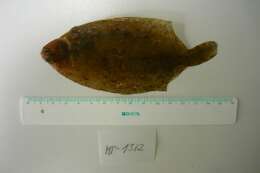 Image of Lemon sole