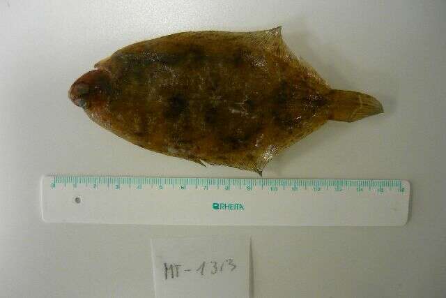 Image of Lemon sole