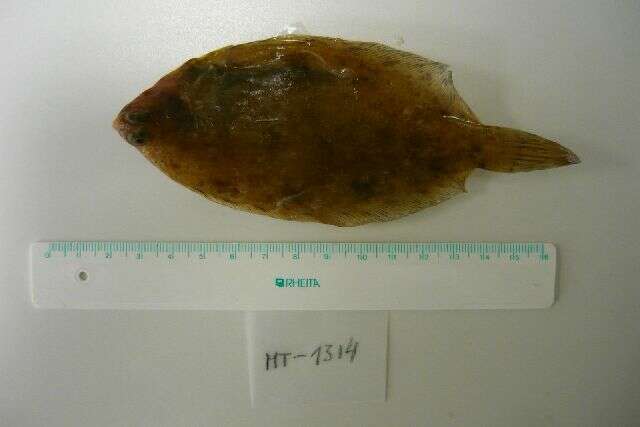 Image of Lemon sole