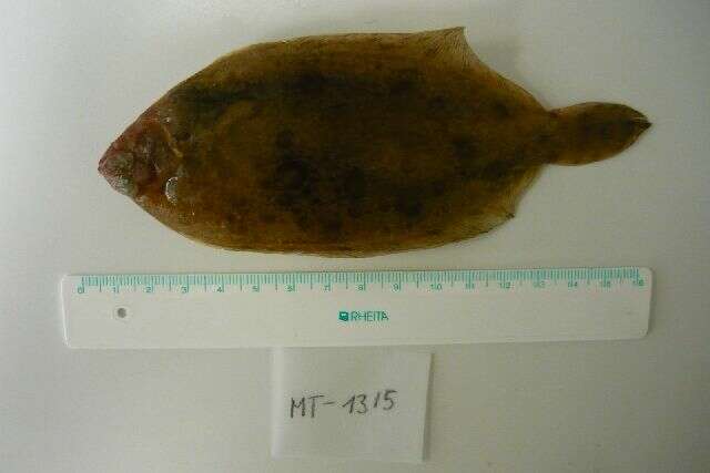 Image of Lemon sole