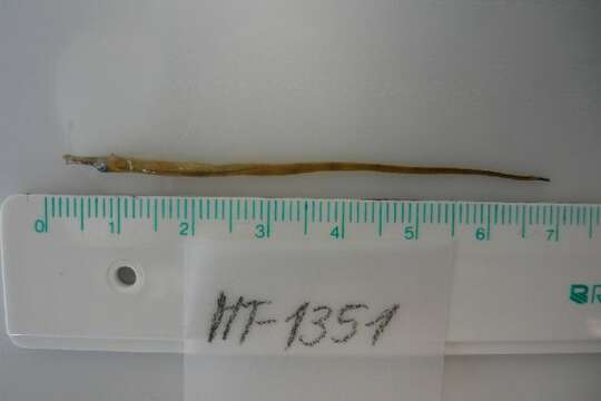 Image of Lesser Pipefish