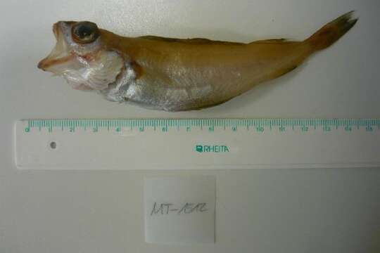 Image of poor cod