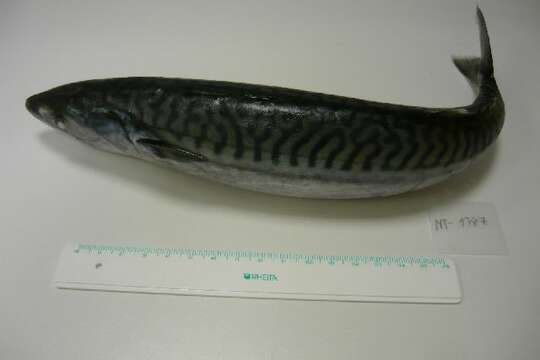 Image of Atlantic Mackerel