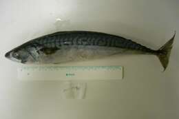 Image of Atlantic Mackerel