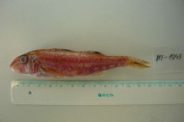 Image of Red Mullet