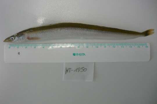 Image of raitts sand eel