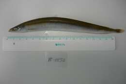 Image of raitts sand eel