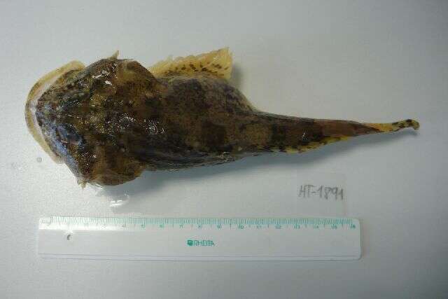 Image of Shorthorn sculpin