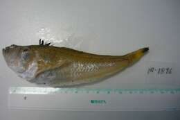 Image of Echiichthys