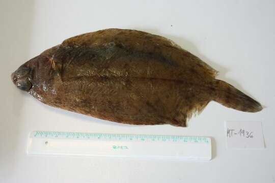 Image of Lemon sole