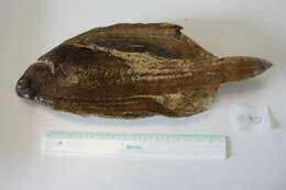 Image of Lemon sole