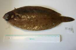 Image of Lemon sole