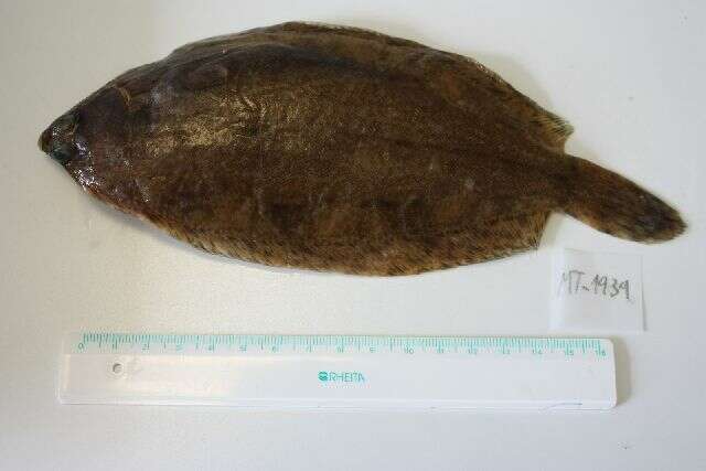 Image of Lemon sole