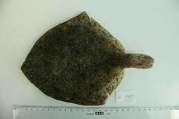 Image of turbot