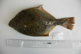 Image of Starry flounders