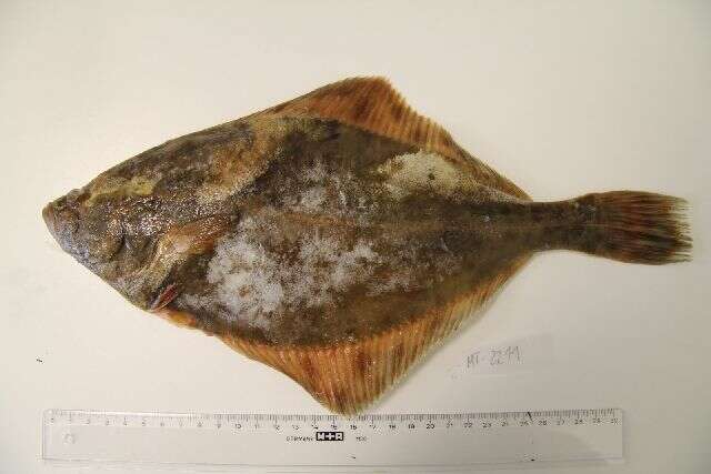 Image of Starry flounders