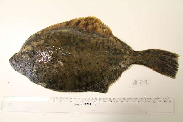 Image of Starry flounders