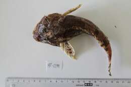 Image of Shorthorn sculpin